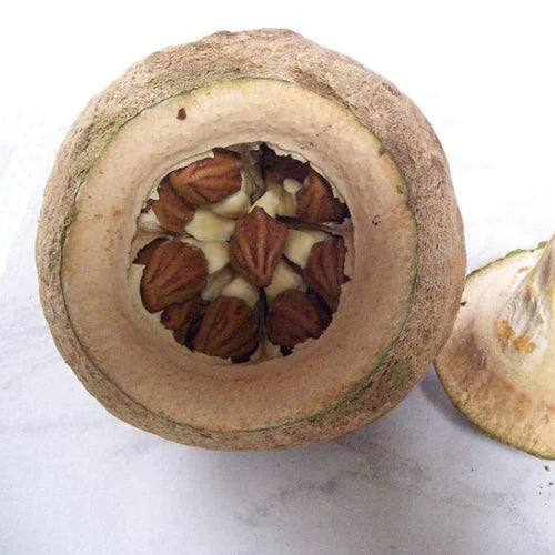 Paradise Nut Exotic Fruit Plants (Lecythis Zabucajo)