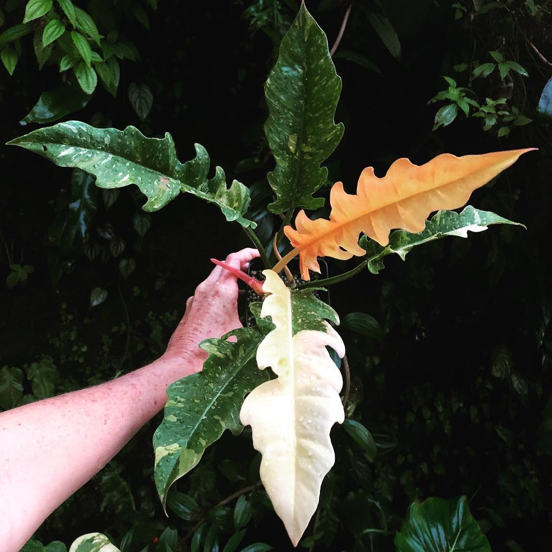 Philodendron Variegated  Ring of Fire 'Medium'