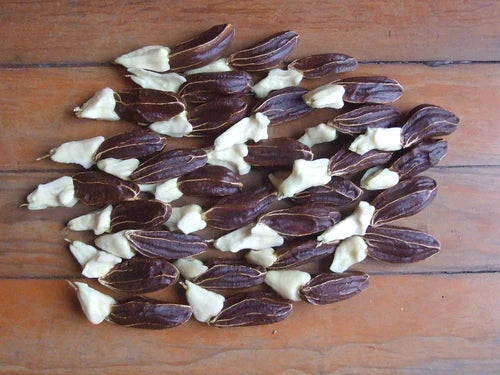 Paradise Nut Exotic Fruit Plants (Lecythis Zabucajo)
