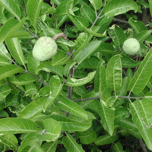 Madd Exotic Fruit Plants (Saba Senegalensis)
