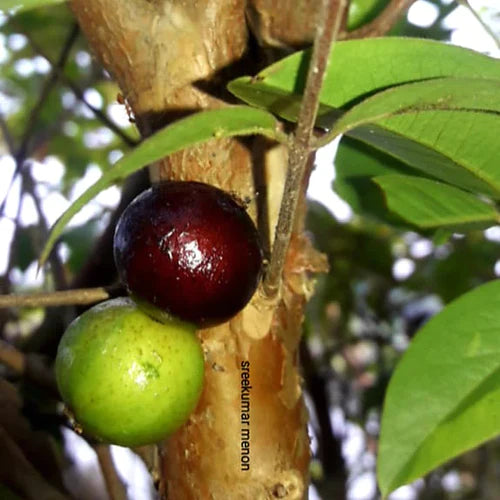 Jaboticaba Precoce Exotic Fruit Plants