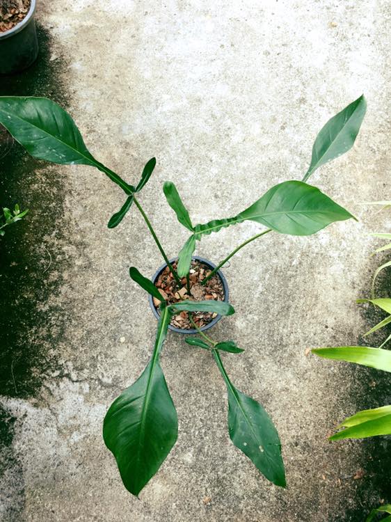 Philodendron Joepii