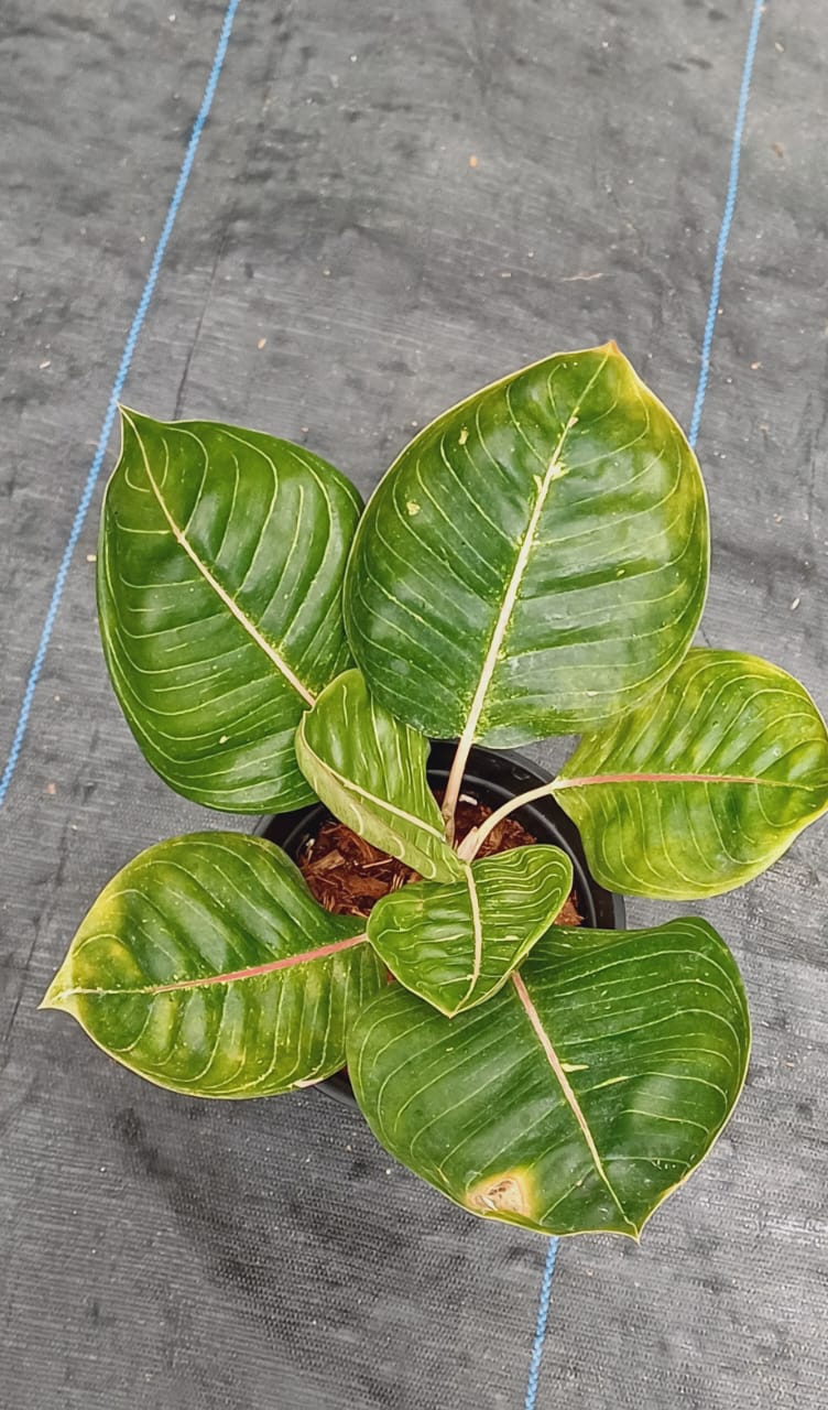 Aglaonema Black Moonlight