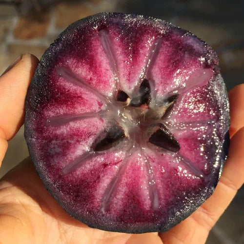 Purple Star Apple Exotic Fruit Plants (Chrysophyllum Cainito)