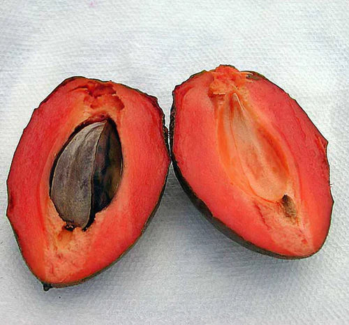 Green sapote Exotic Fruit Plants (Pouteria Viridis)
