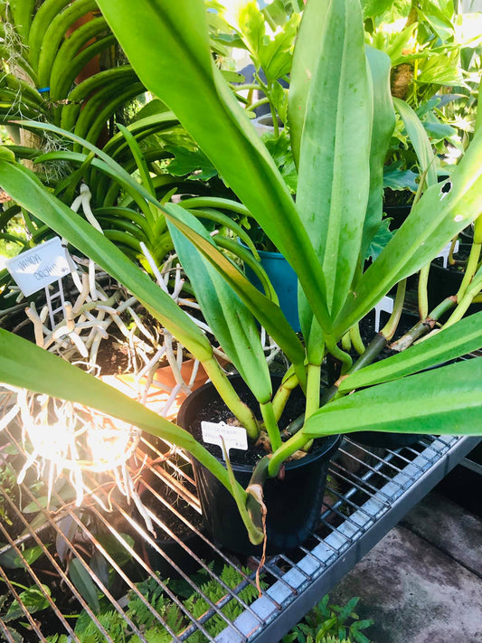 Philodendron Crassinervium