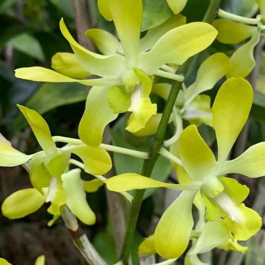 Dendrobium Yellow Banana Royal