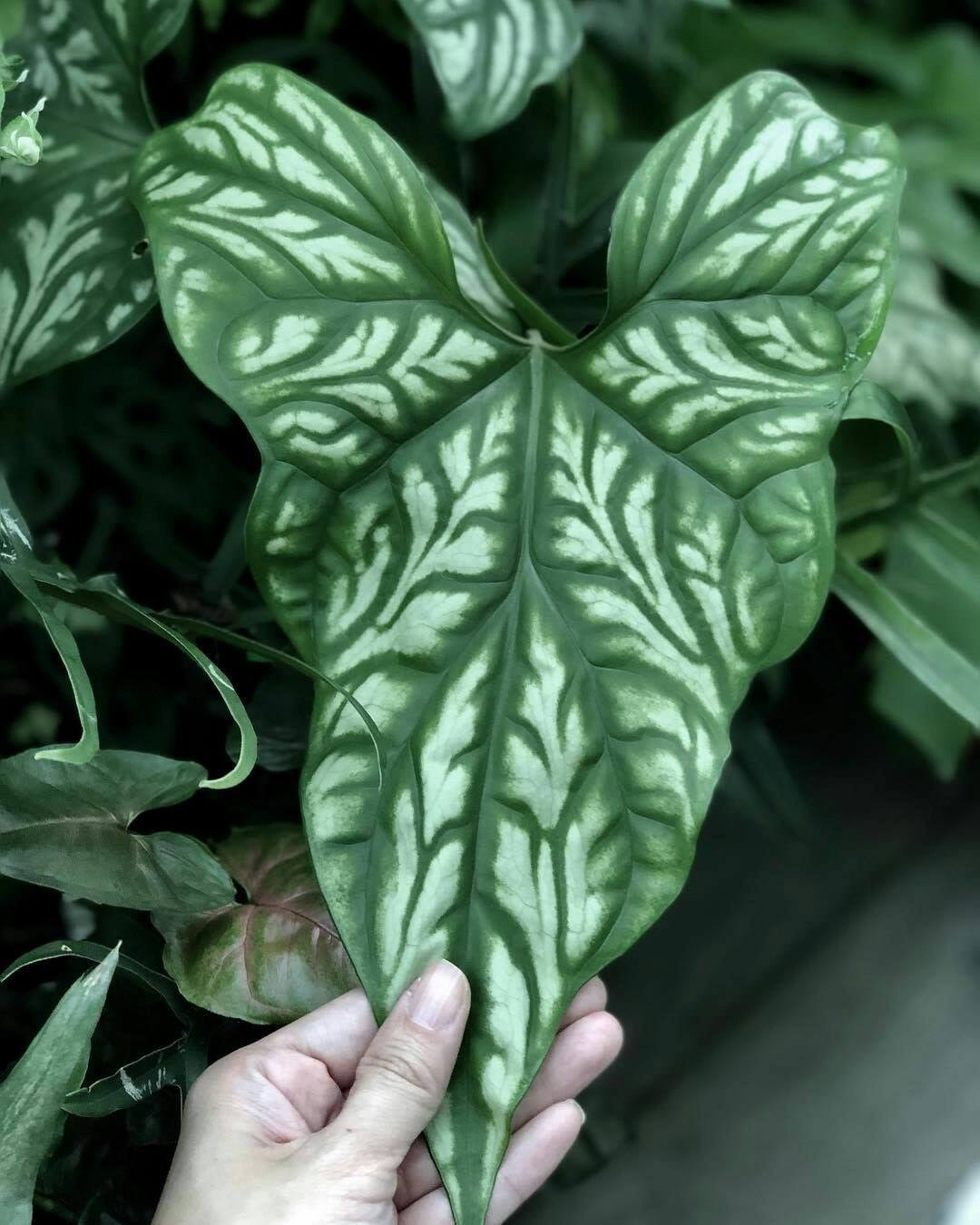 Cercestis Mirabilis 2" net pot