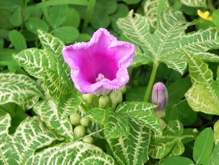 Ipomoea Variegated (Pink Flowering)