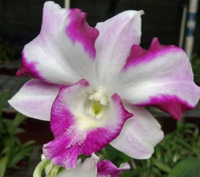 Dendrobium King Dragon Red Pink