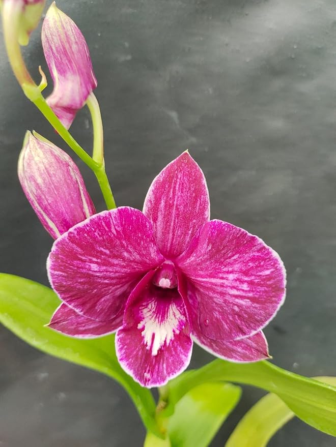 Dendrobium Thipawan Red