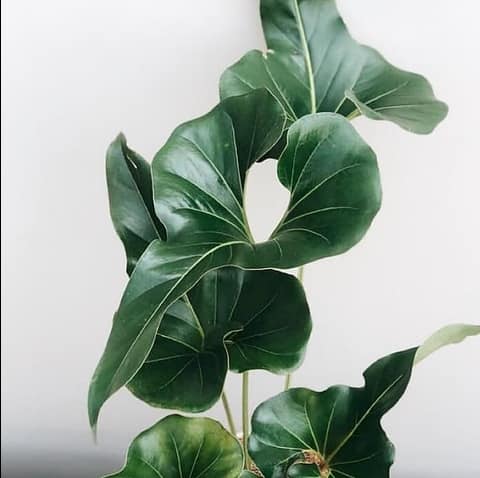 Anthurium Brownii ' Tea Cup '