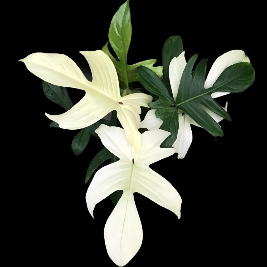 Philodendron Florida Ghost 'White'