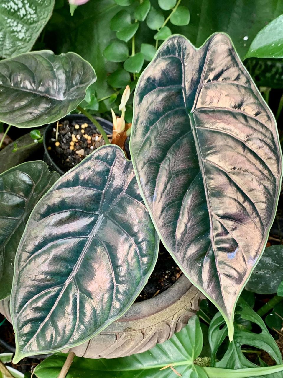 Alocasia Azlanii Tuber 'Juvenile'