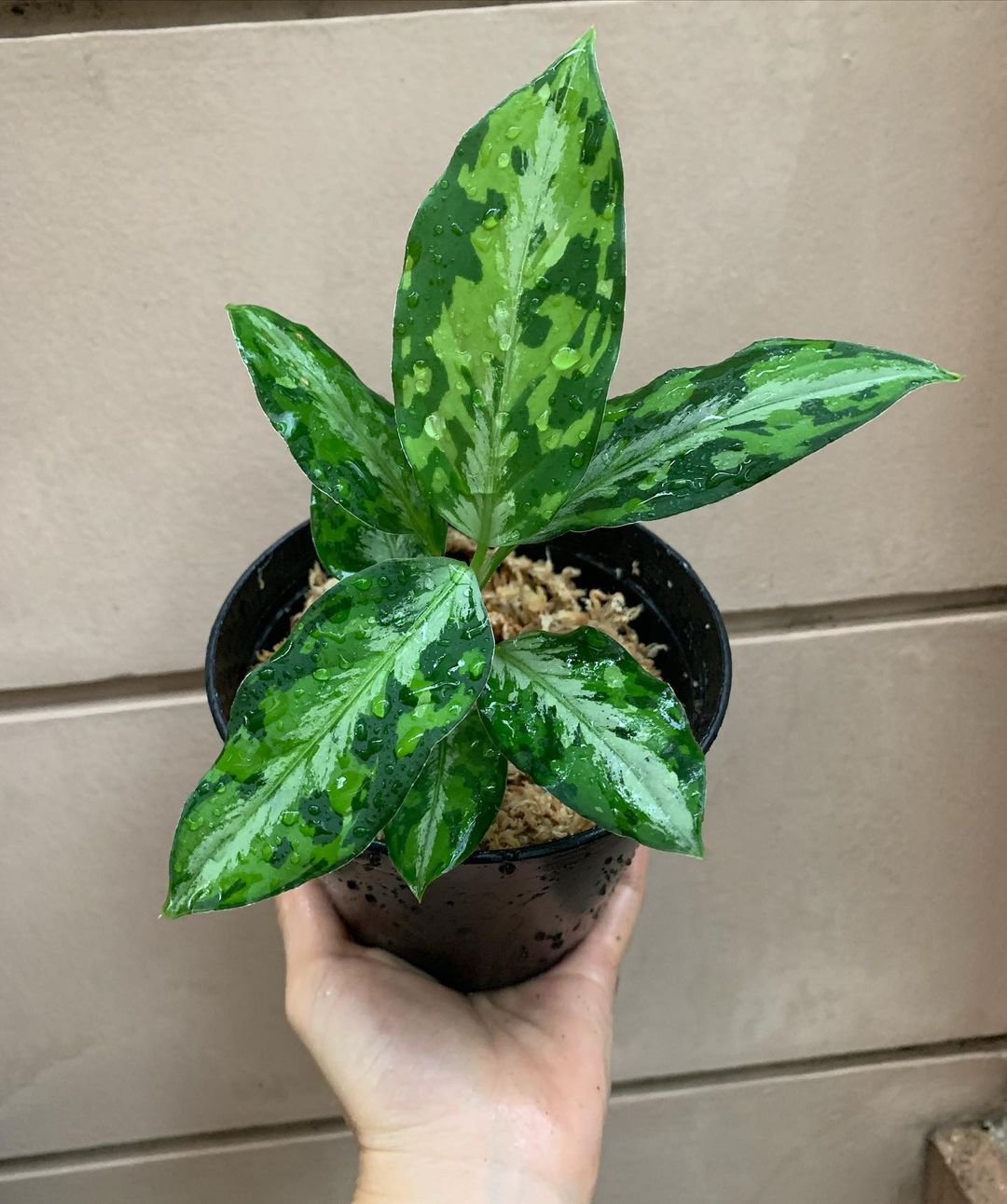 Aglaonema Tricolour Pictum