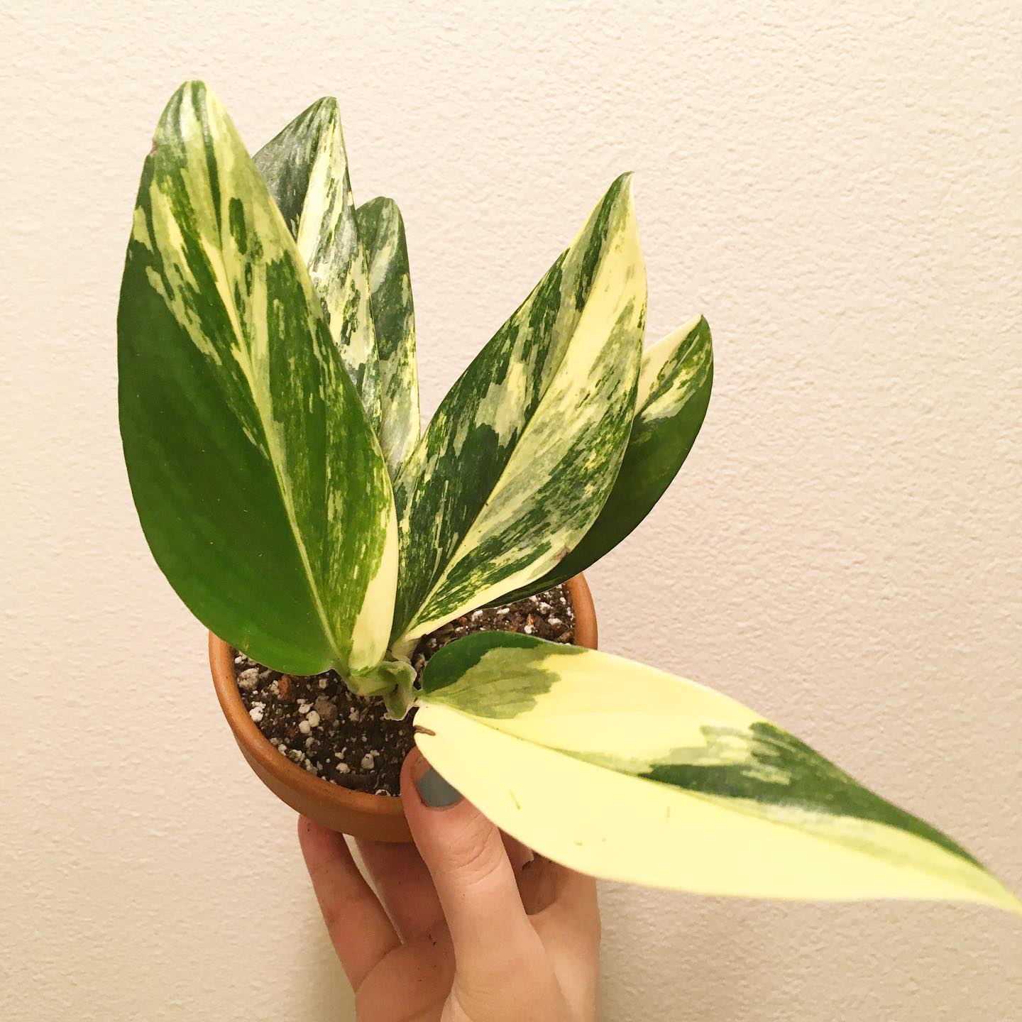 Monstera Standleyana Aurea