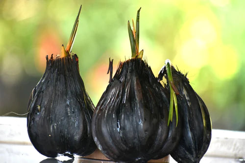 Nipa Palm Exotic Fruit Plants (Nypa fruticans)