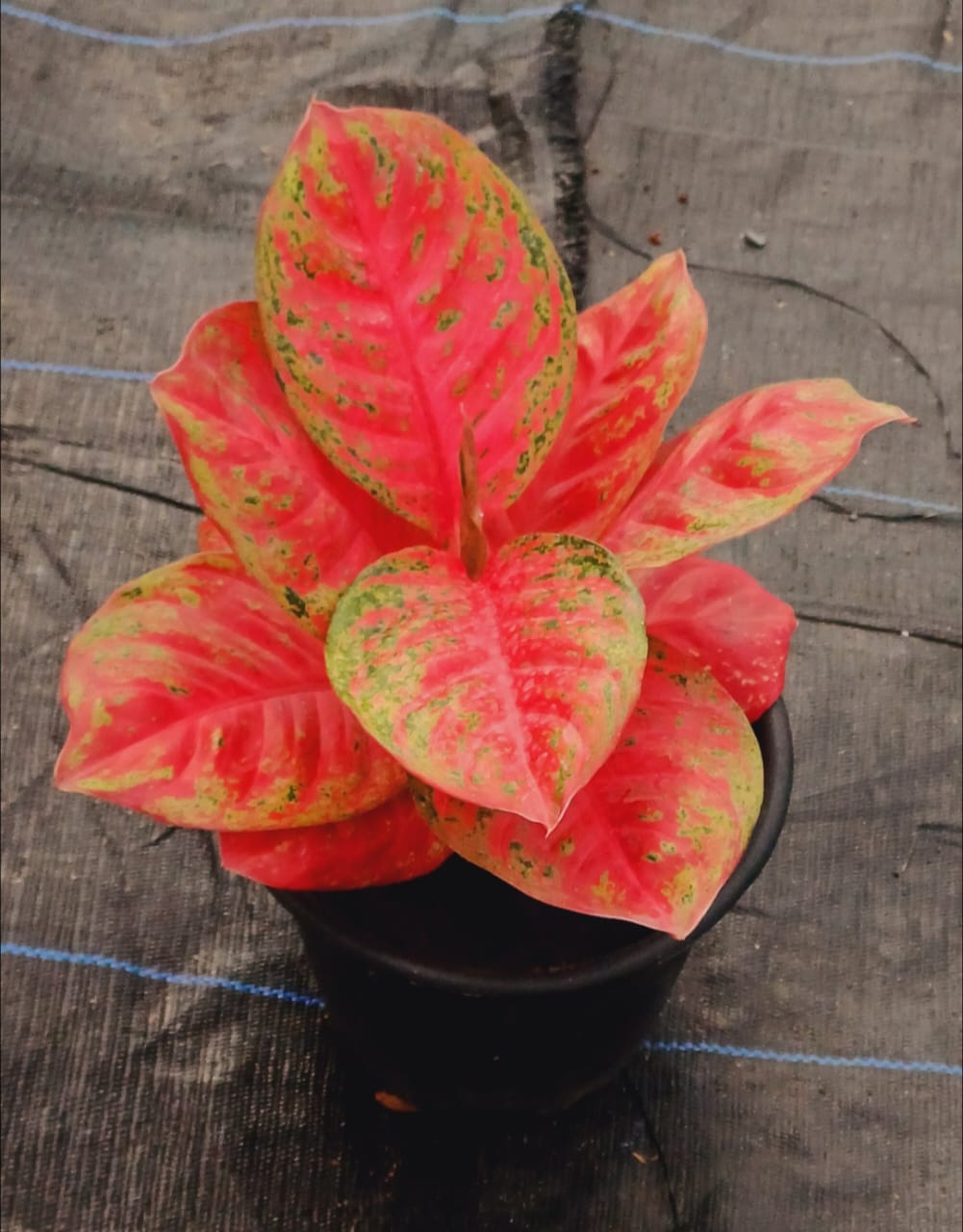 Aglaonema Orange Zombat