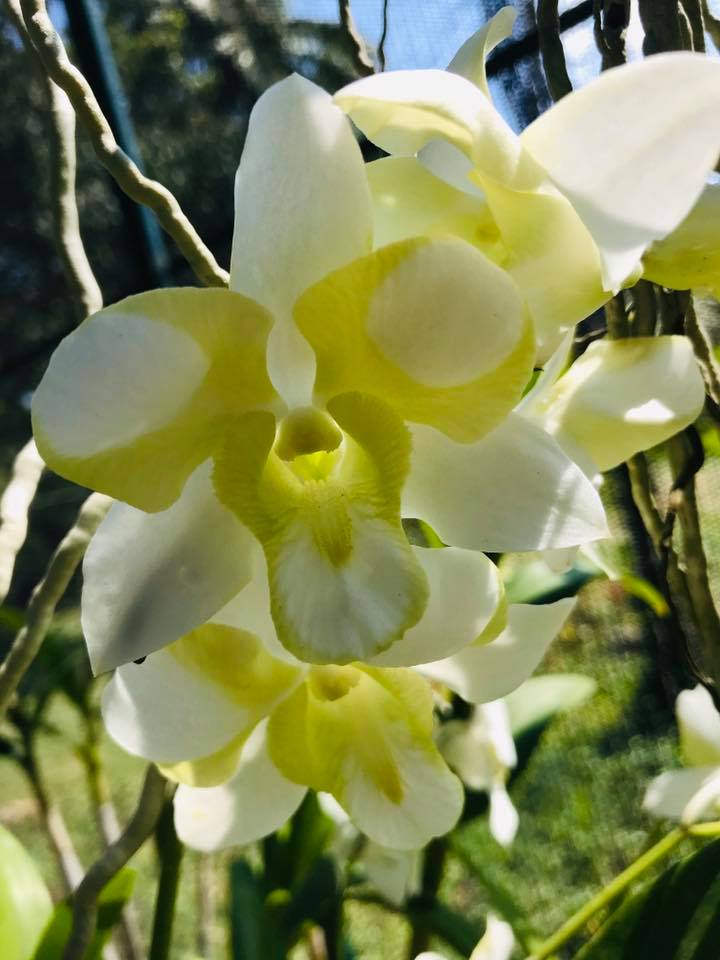 Dendrobium New Liberty White