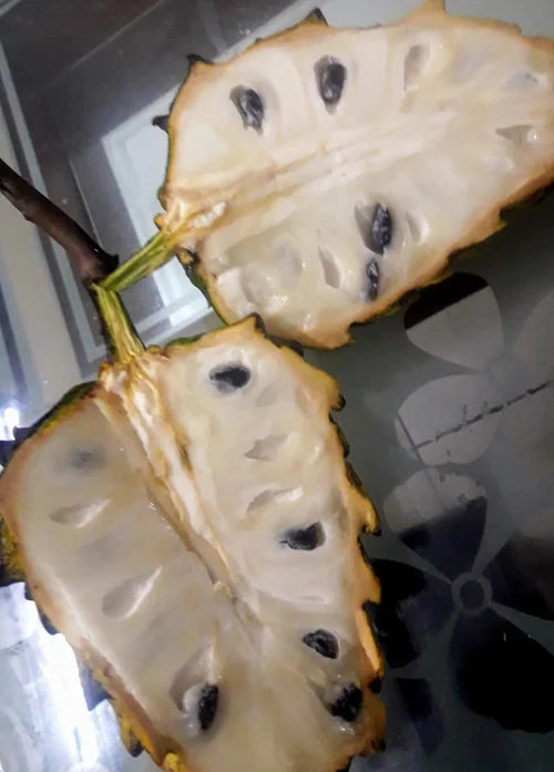 Rollinia Exotic Fruit Plants (Rollinia Deliciosa)