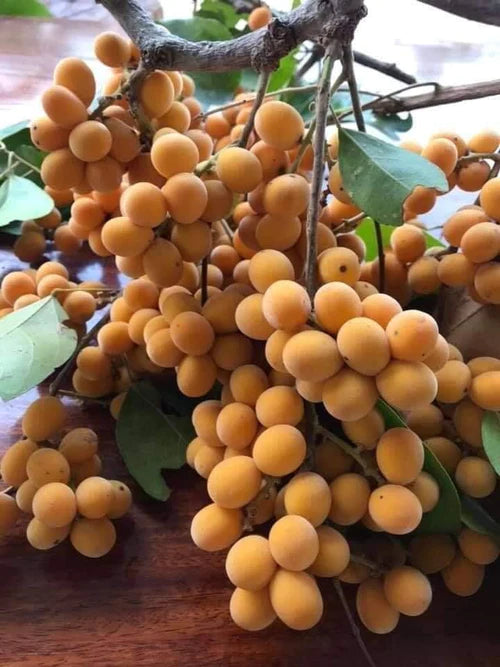 Sdok Exotic Fruit Plants