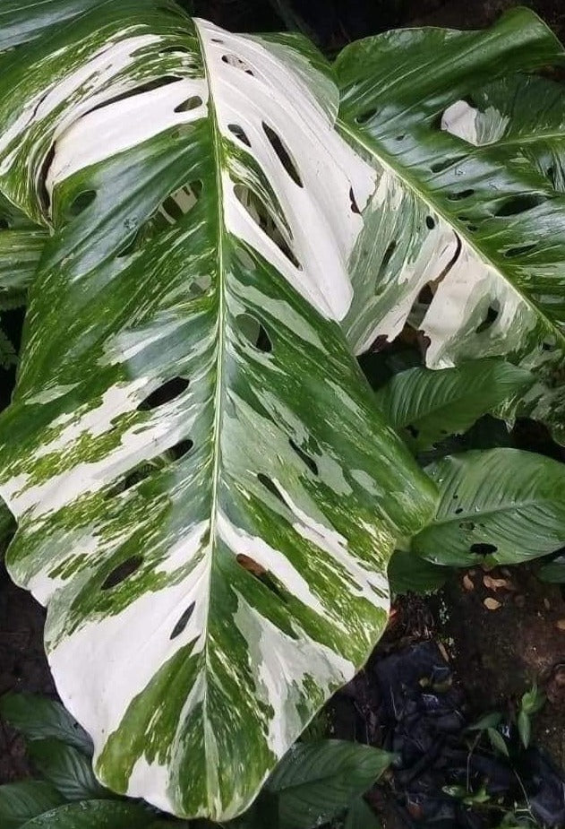Monstera Lechleriana Variegated