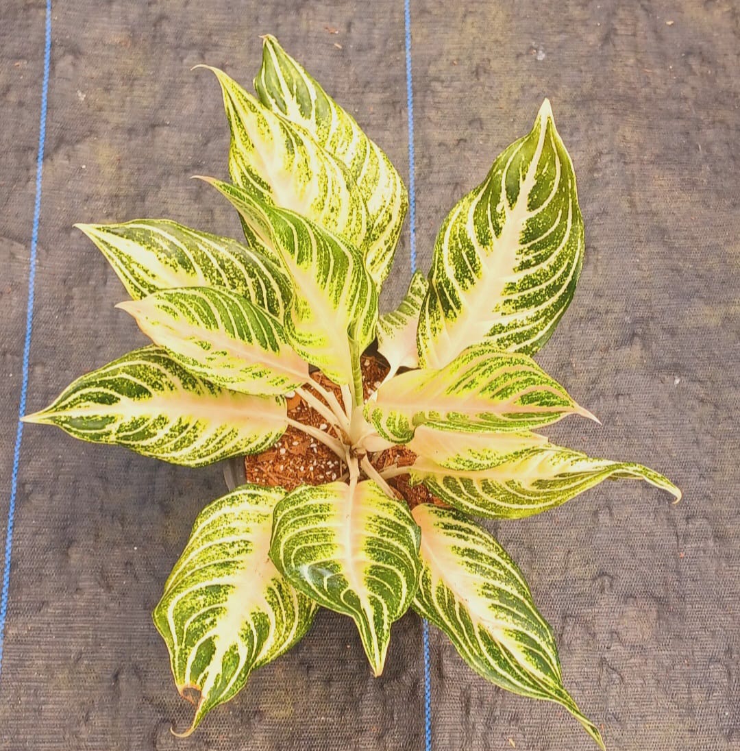 Aglaonema Peach Panama