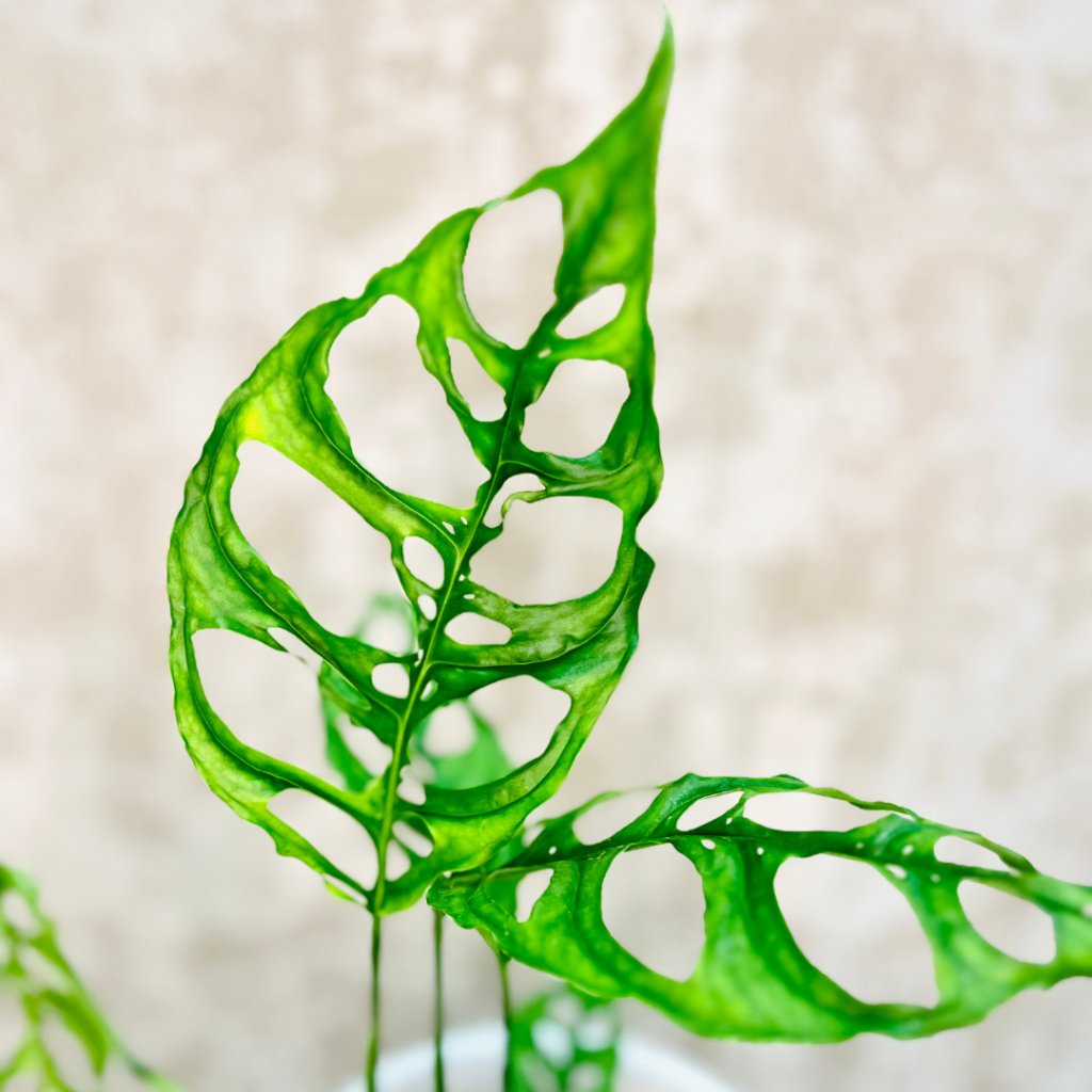 Monstera Obliqua Peru