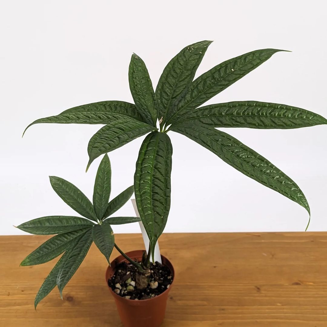 Anthurium Croatii 'Corrugado'