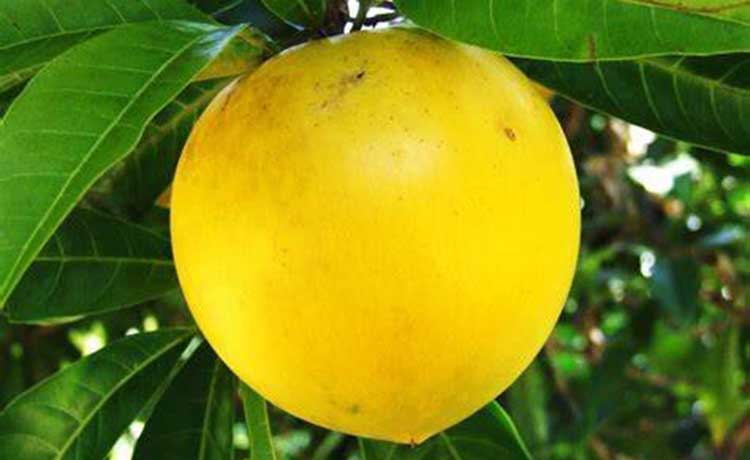 Abiu Fruit Exotic Fruit Plants (Pouteria Caimito)