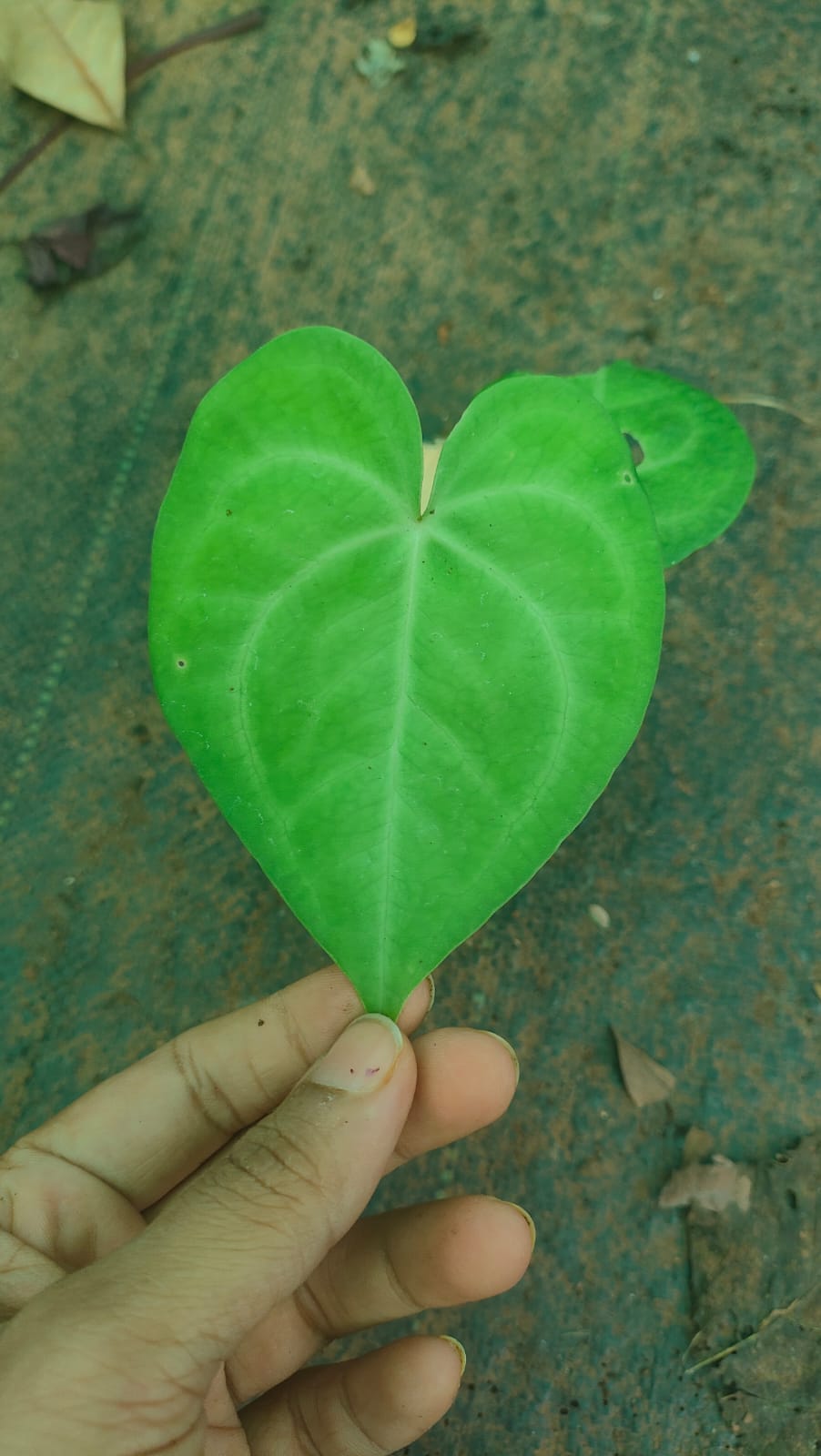 Anthurium Sweet Love