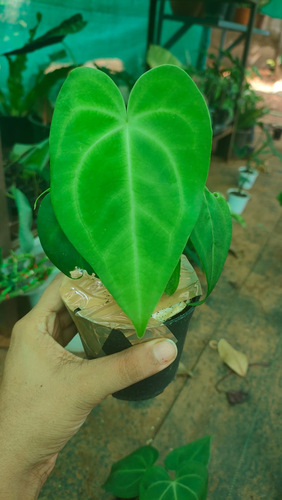 anthurium sweet love Anthurium Sweet Love: Buy Plant Online In India – Growcerys