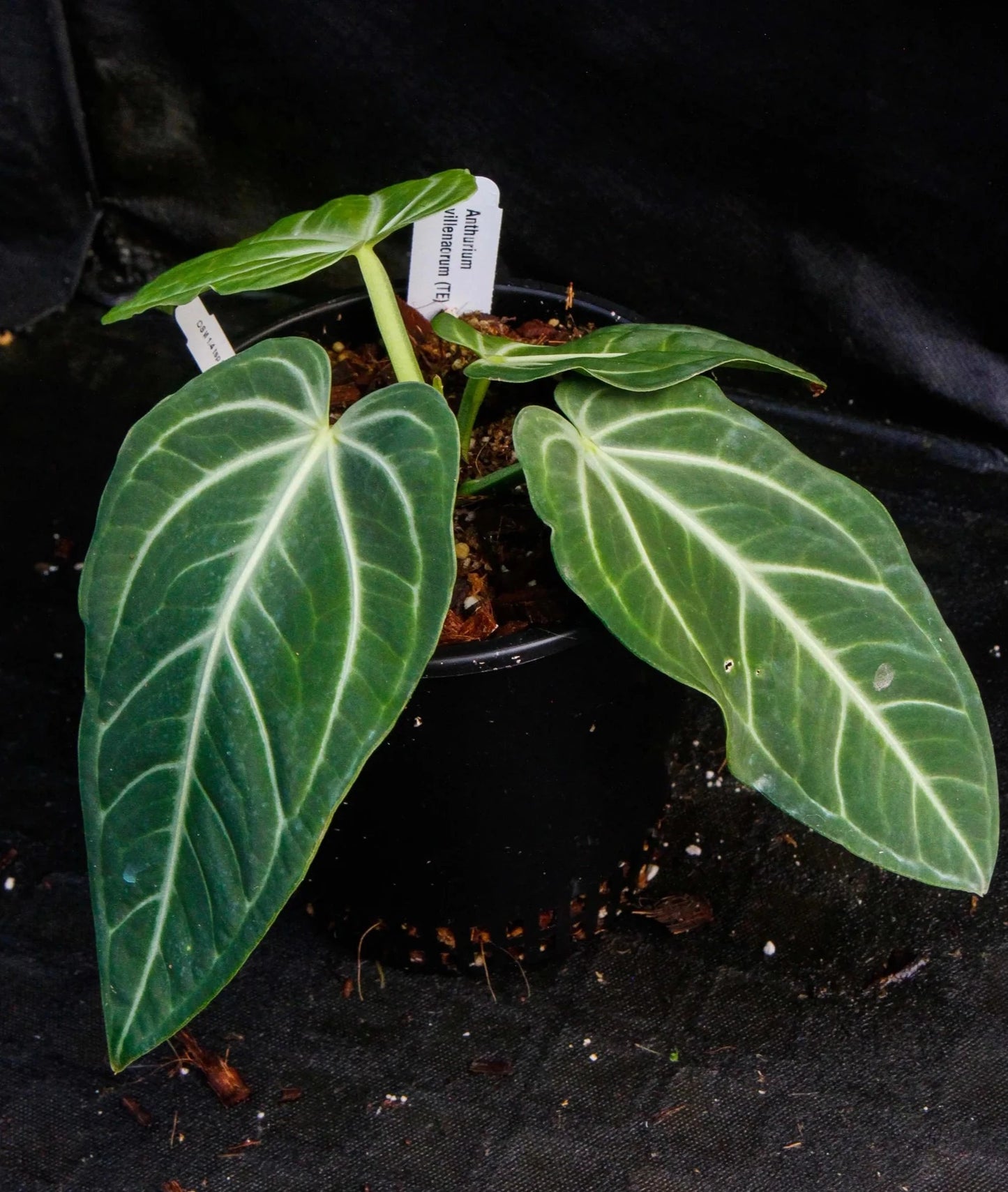 Anthurium Villenaorum