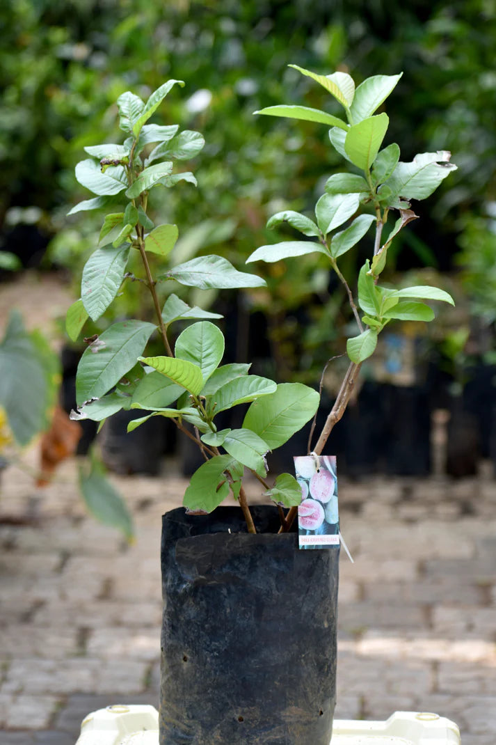 Arka Kiran Exotic Fruit Plants