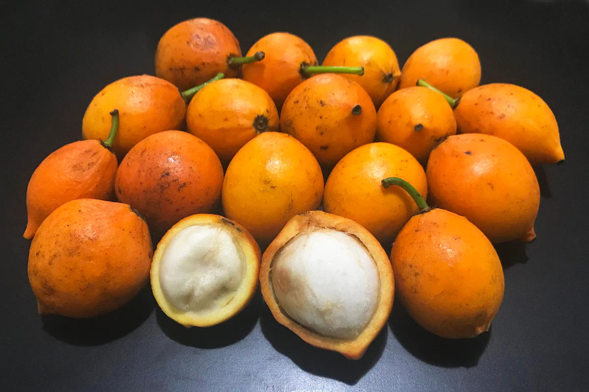 Bacupari Exotic Fruit Plants (Garcinia Brasiliensis )