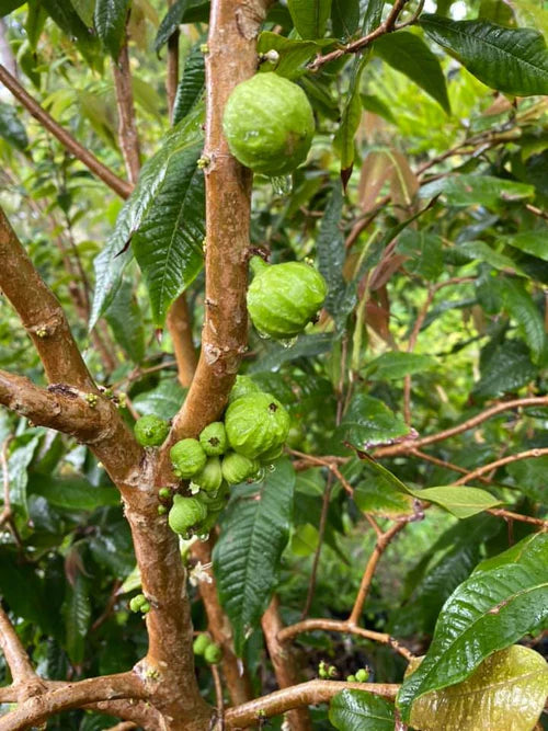 Jaboticaba Branca Exotic Fruit Plant (Phitrantha Branca)