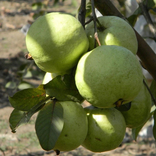 VNR Guava Exotic Fruit Plants