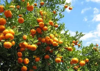 Sweet Bush Orange Grafted Exotic Fruit Plants