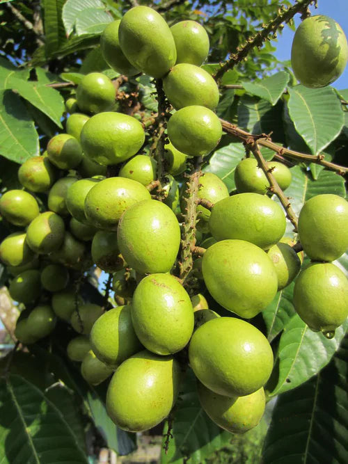 Green Matoa Exotic Fruit Plant (Pometia Pinnata)