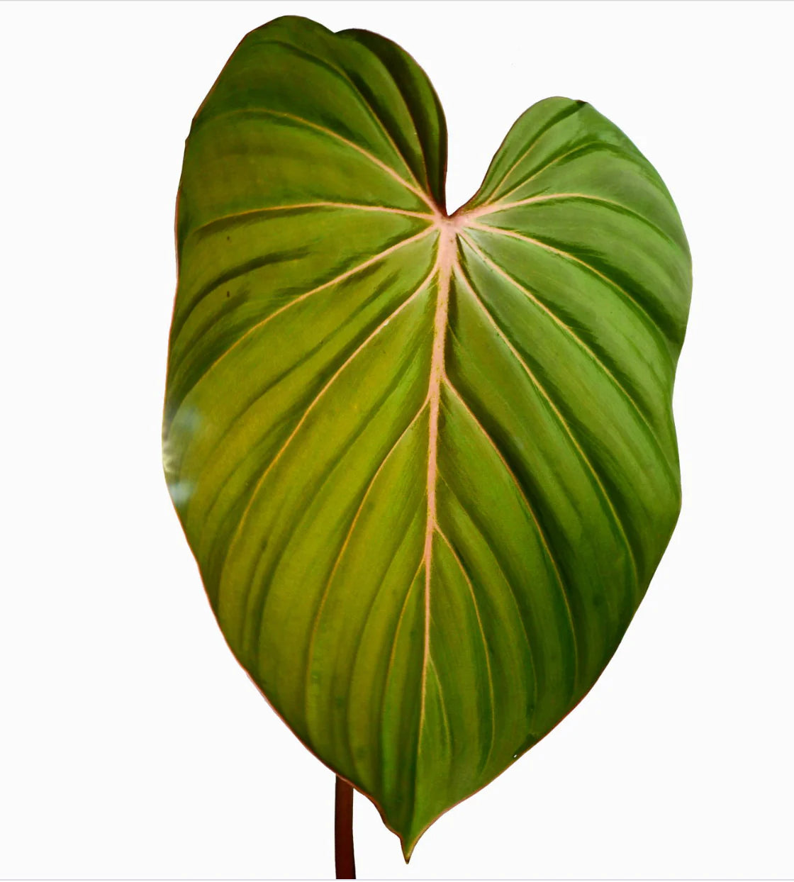 Philodendron Pink Glory