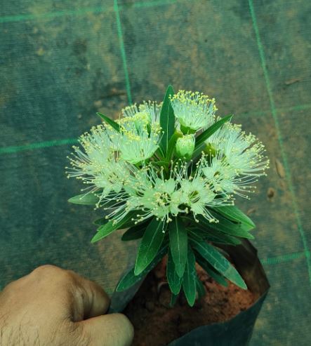 Bloomfield Penda/ Xanthostemon Verticillatus/ Metrosideros Verticillata/ Rosida White