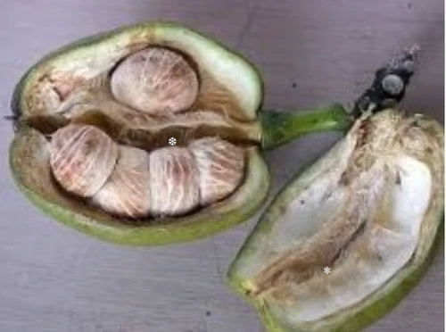 Malabar Chestnut Exotic Fruit Plants(Pachira Aquatica)