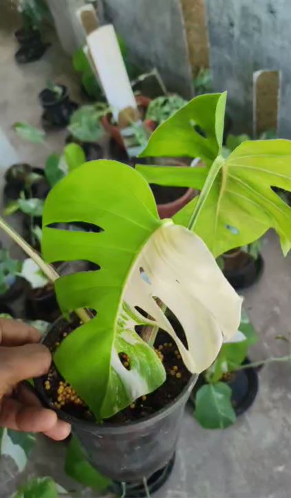 Monstera Albo Variegated