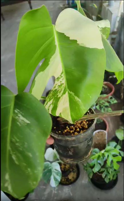 Monstera Albo Variegated