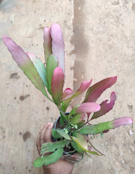 Rhipsalis Red / Pseudorhipsalis Ramulosa