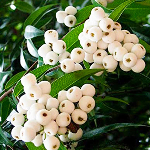 Cat Eye Exotic Fruit Plants (Syzygium Zeylanicum)