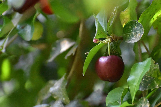 Sweet Acerola Cherry Exotic Fruit Plants (Malpighia Emarginata)
