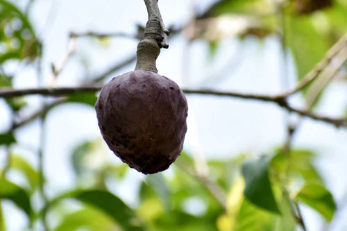 Red Araticum Exotic Fruit Plants (Annona Cacans)