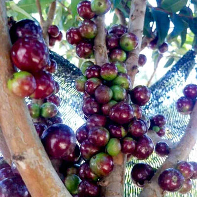 Jaboticaba Escarlate Exotic Fruit Plants