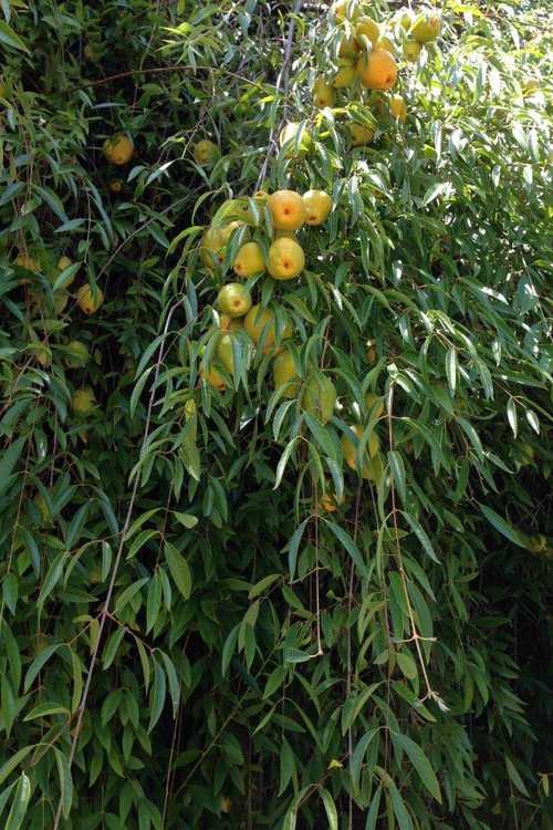 Ubajai Exotic Fruit Plants (Eugenia Myrcianthes)